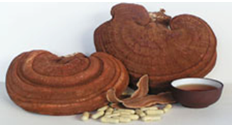 Công nghệ sản xuất nấm linh chi